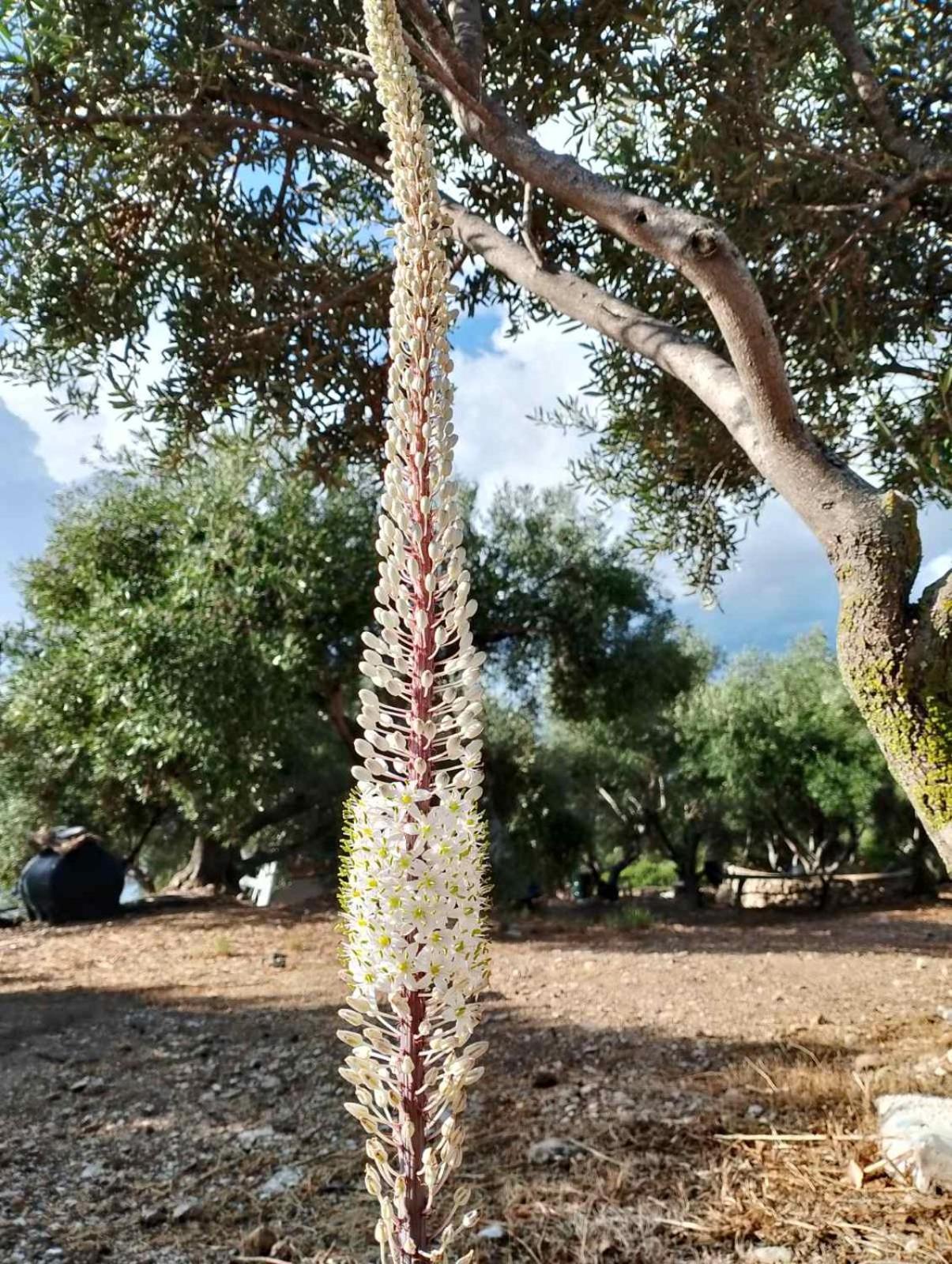 Terraoliva&herbs Campeggio *